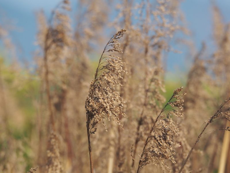 Spodiopogon formosanus, photographed by 葉子