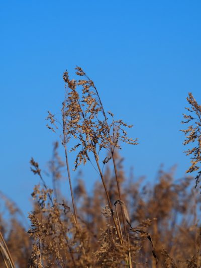 Spodiopogon formosanus, photographed by 葉子