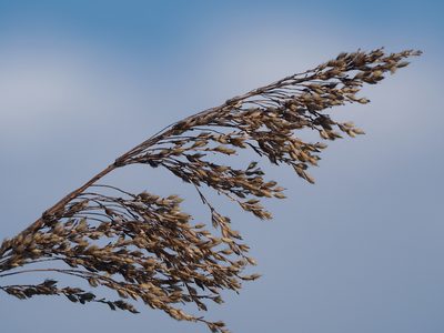 Spodiopogon formosanus, photographed by 葉子
