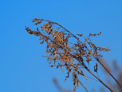 Spodiopogon formosanus, photographed by 葉子