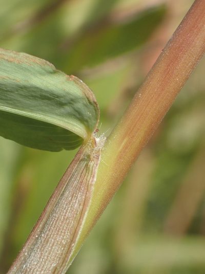 Spodiopogon formosanus, photographed by 葉子