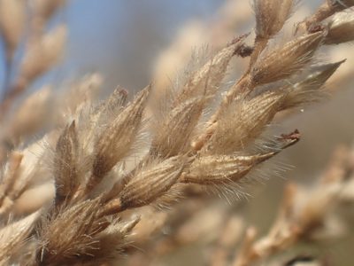 Spodiopogon formosanus, photographed by 葉子