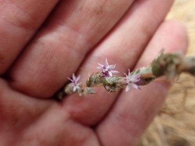 Lessingia virgata, photographed by rockybajada