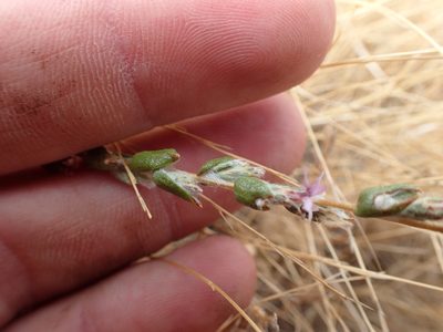 Lessingia virgata, photographed by rockybajada