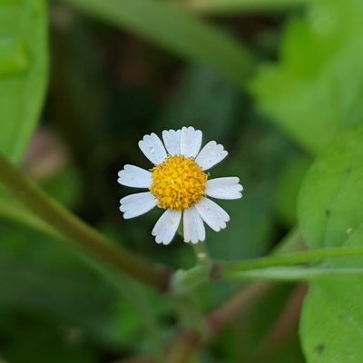 Perityle microglossa, photographed by Lyrae
