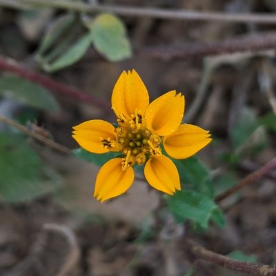 Sclerocarpus divaricatus, photographed by Lyrae