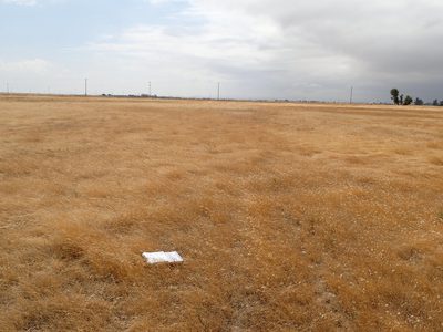 Lessingia virgata, photographed by rockybajada