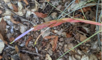 Tillandsia intermedia, photographed by Lyrae