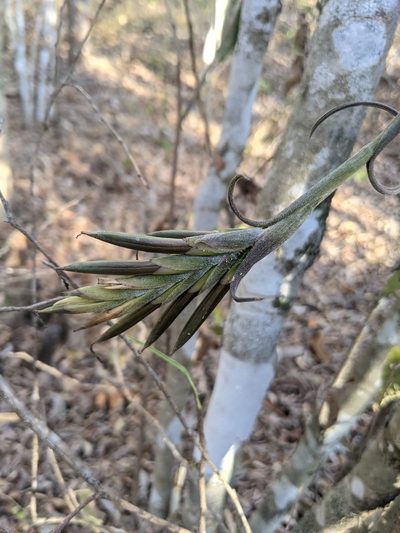 Tillandsia intermedia, photographed by Lyrae