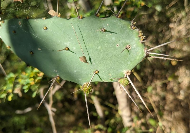 Opuntia karwinskiana, photographed by Lyrae