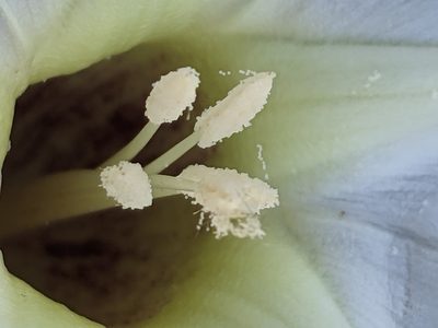 Ipomoea arborescens, photographed by Lyrae