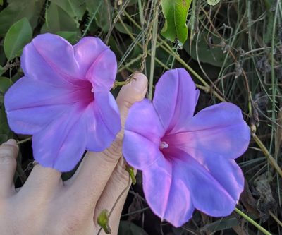 Ipomoea pedicellaris, photographed by Lyrae