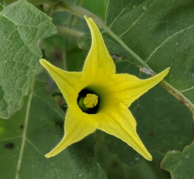 Schizocarpum palmeri, photographed by Lyrae
