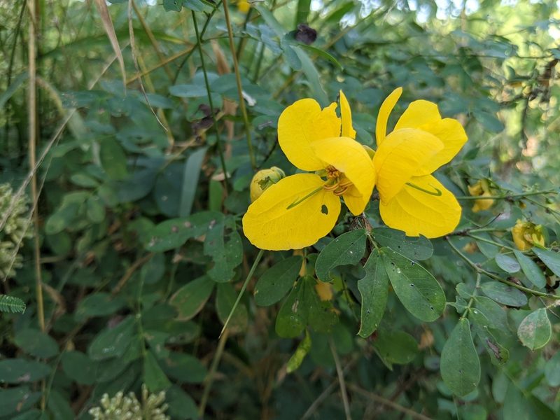 Senna pallida, photographed by Lyrae