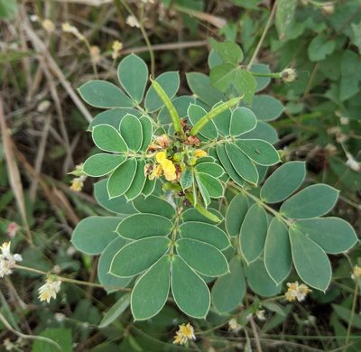 Senna uniflora, photographed by Lyrae