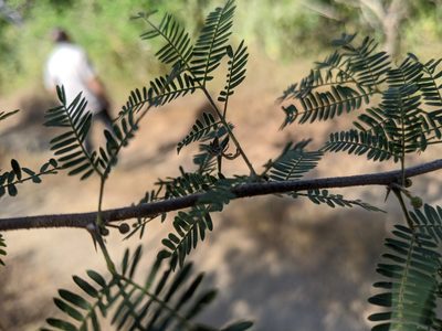Vachellia macracantha, photographed by Lyrae