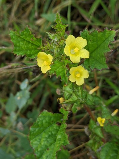 Malachra alceifolia, photographed by Lyrae