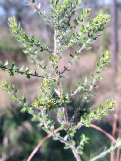 Lechea divaricata, photographed by Scott Ward