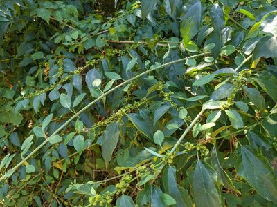Colubrina triflora, photographed by Lyrae
