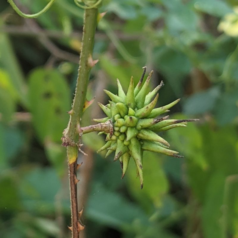 Ayenia cordata, photographed by Lyrae