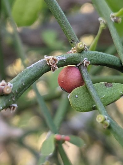 Phoradendron crassifolium, photographed by Lyrae