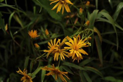 Munnozia senecionidis, photographed by Andrés Ramírez-Barrera