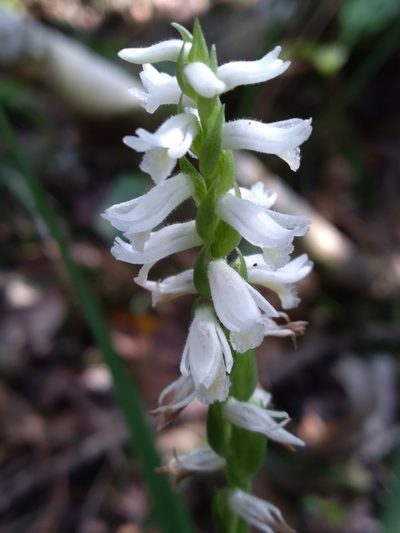 Spiranthes triloba, photographed by Scott Ward
