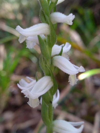 Spiranthes triloba, photographed by Scott Ward