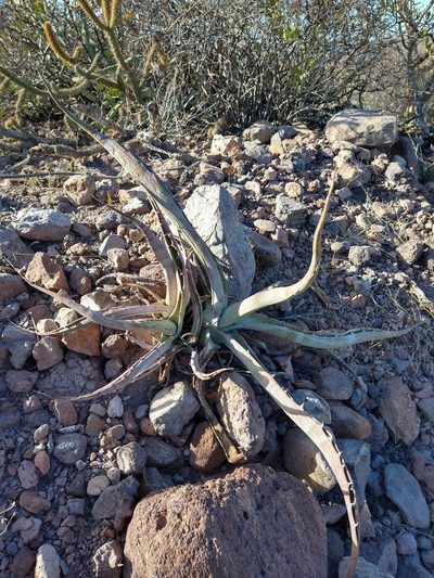 Agave sobria, photographed by Abraham Sánchez Romero