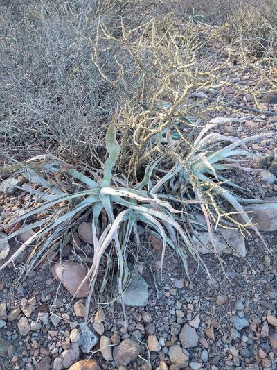 Agave sobria, photographed by Abraham Sánchez Romero