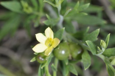 Menodora integrifolia, photographed by aacocucci