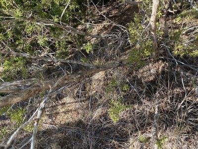 Juniperus pinchotii, photographed by CK2AZ