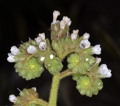 Phacelia anelsonii, photographed by Steve Matson