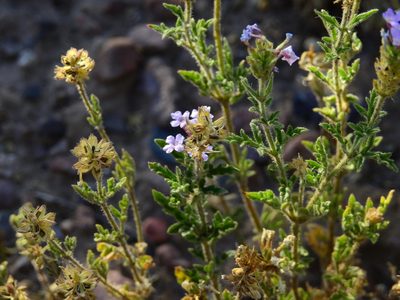 Verbena mendocina, photographed by Guillermo Debandi
