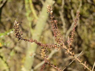Mulguraea aspera, photographed by Guillermo Debandi
