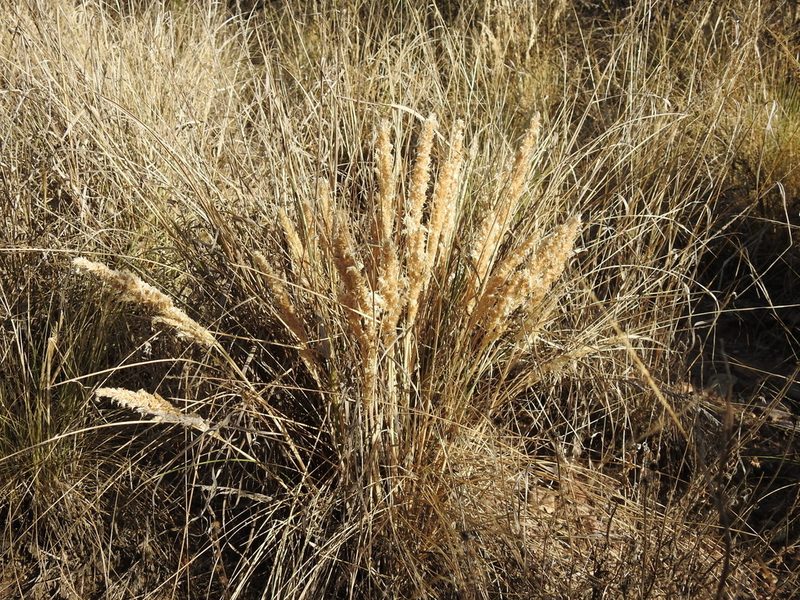 Poa ligularis, photographed by Guillermo Debandi