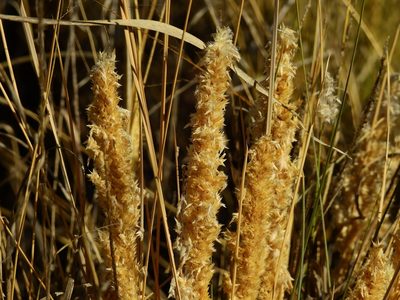 Poa ligularis, photographed by Guillermo Debandi