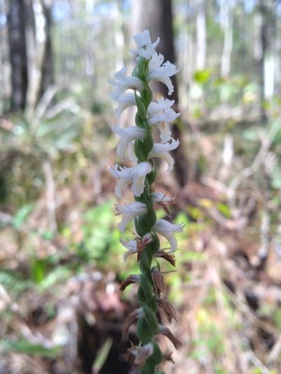 Spiranthes triloba, photographed by Scott Ward