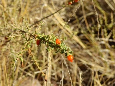 Lycium tenuispinosum, photographed by Guillermo Debandi