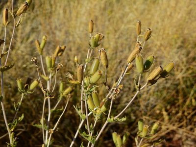 Mentzelia albescens, photographed by Guillermo Debandi
