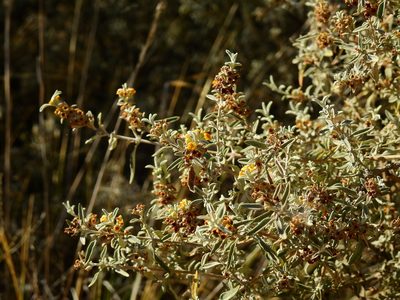 Buddleja mendozensis, photographed by Guillermo Debandi