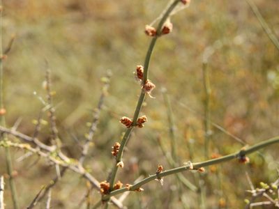 Ephedra triandra, photographed by Guillermo Debandi