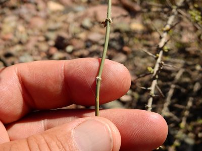 Ephedra triandra, photographed by Guillermo Debandi