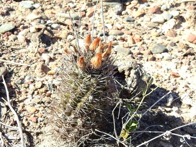 Eriosyce strausiana, photographed by Guillermo Debandi