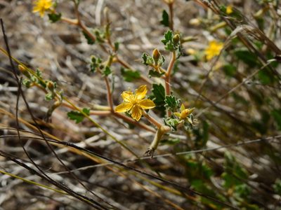 Mentzelia parvifolia, photographed by Guillermo Debandi
