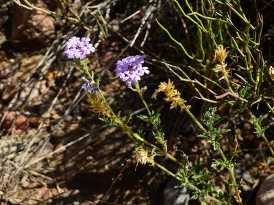 Verbena mendocina, photographed by Guillermo Debandi