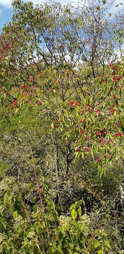 Wimmeria persicifolia, photographed by Eugenio Padilla