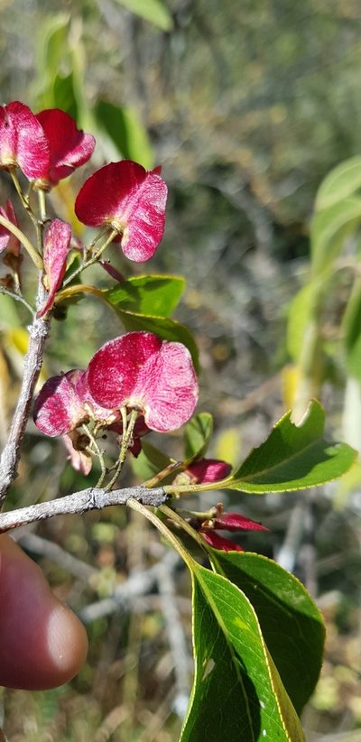 Wimmeria persicifolia, photographed by Eugenio Padilla