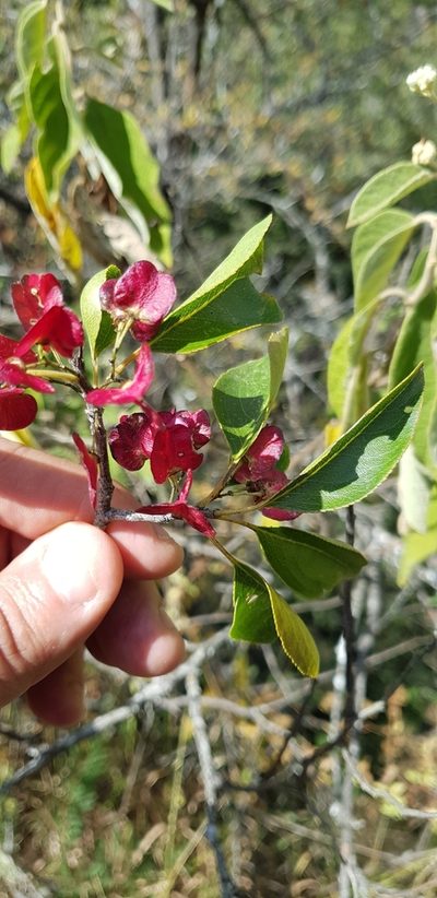 Wimmeria persicifolia, photographed by Eugenio Padilla
