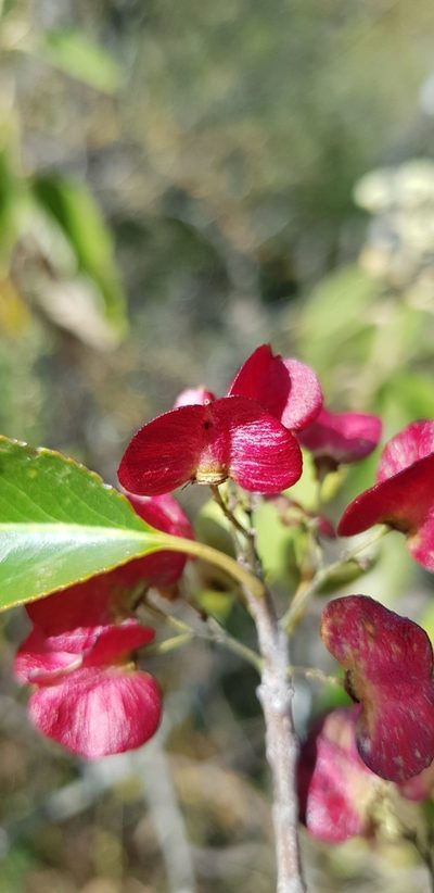 Wimmeria persicifolia, photographed by Eugenio Padilla